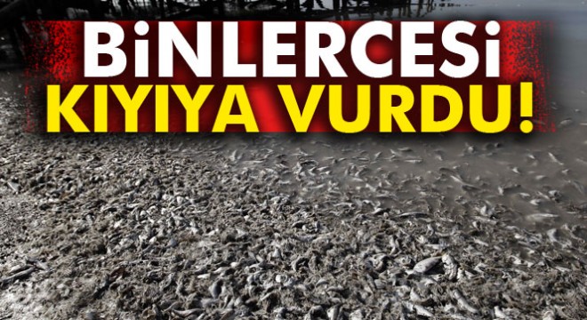 Kosta Rico'da binlerce ölü sardalye karaya vurdu